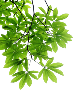 left branch
